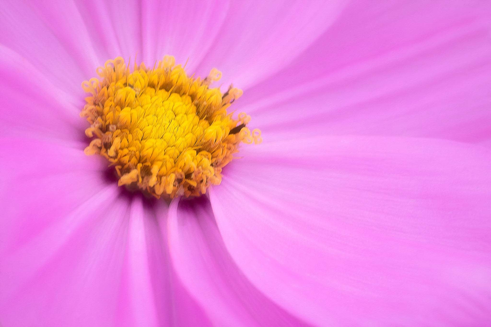 Macro photograph of purple cosmopolitan flower by Cameron Dreaux. 