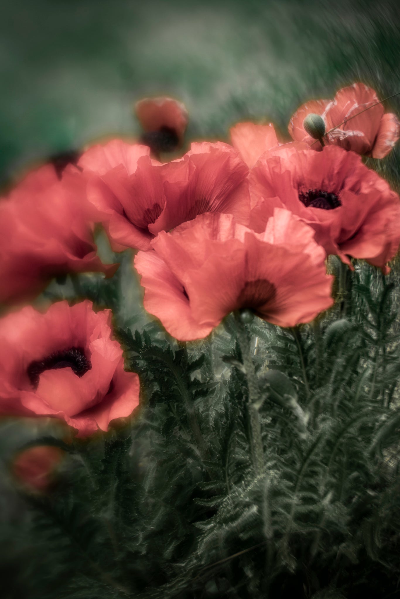 Photograph of red poppies on dark green stormy background by Cameron Dreaux. 