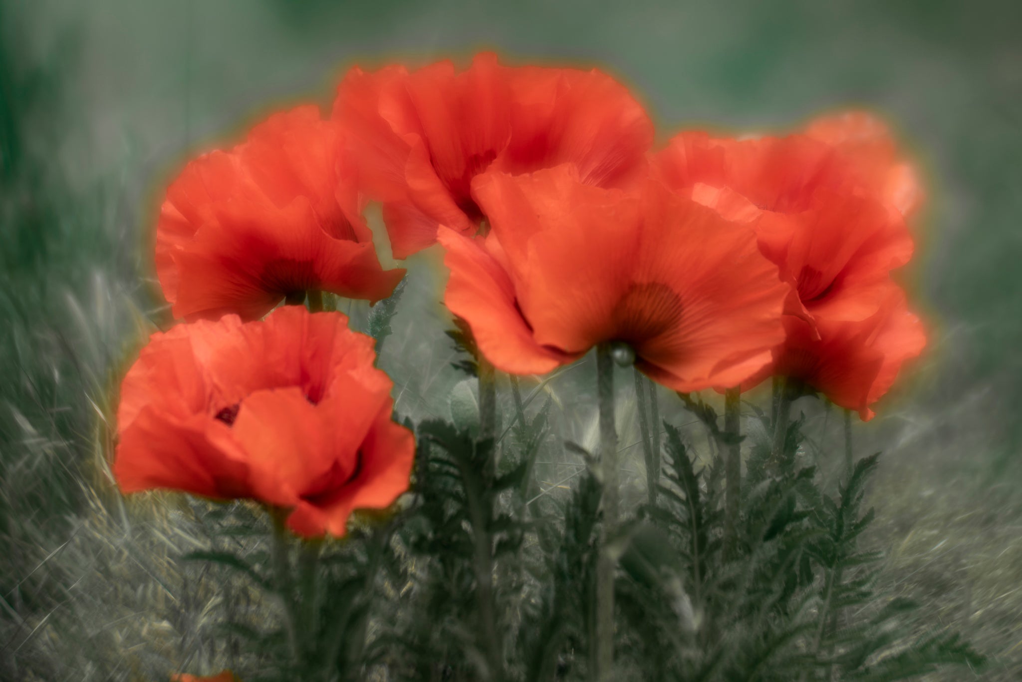 Photography of poppy flowers against green background by Cameron Dreaux. 